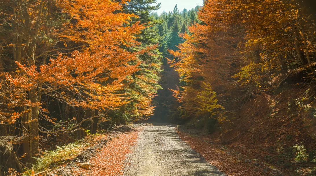 5 πανέμορφα δάση για fall falliage αλά ελληνικά