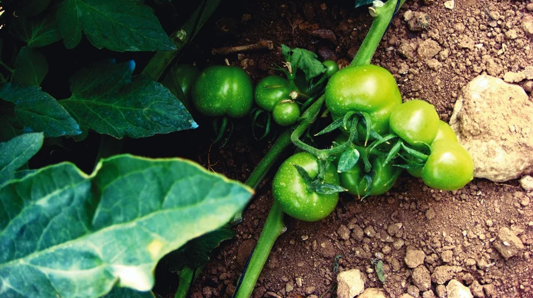 «Bladder Diplomacy»: Γεωπολιτικά παιχνίδια με βαθιές «ρίζες»