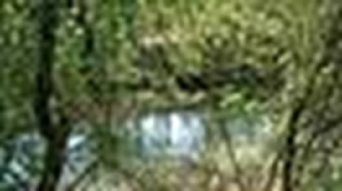 Φεστιβάλ Πηνειού