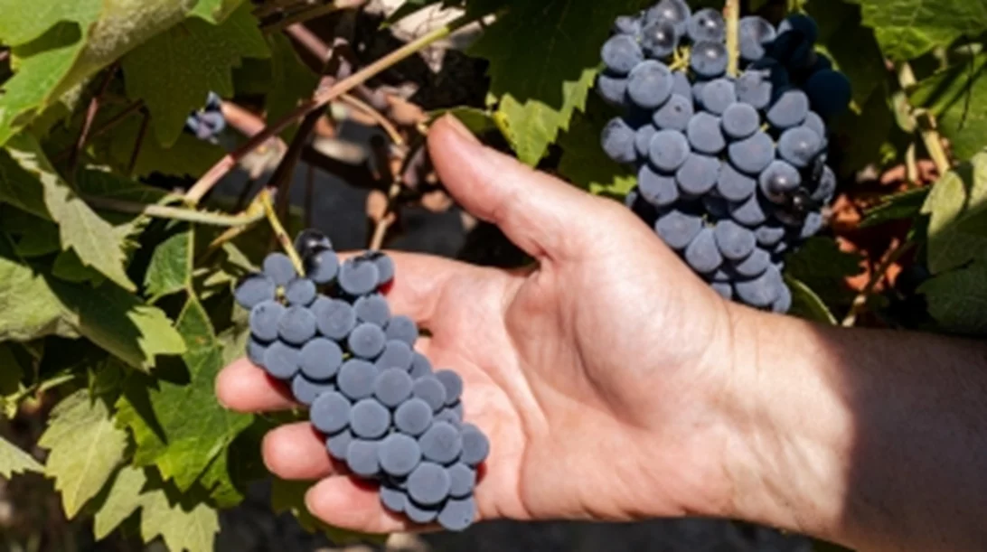 Aivalis Winery: "Φυσικό κρασί" και με την βούλα ...