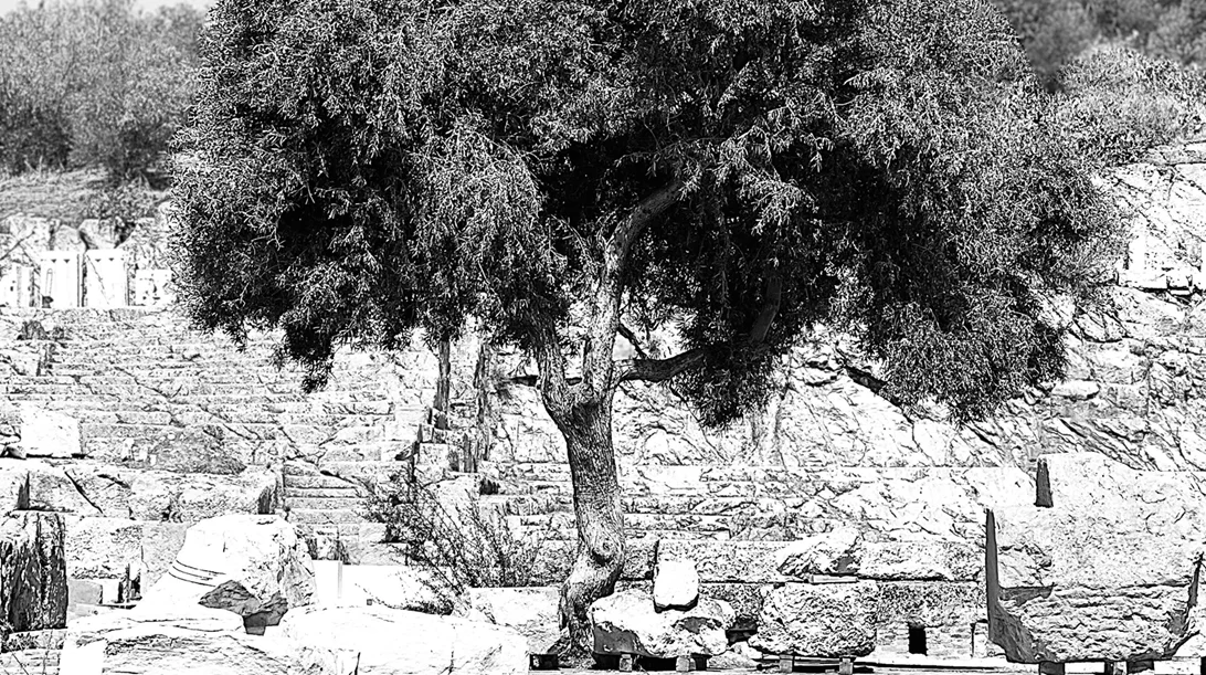 Αρχέγονα μυστήρια στην Ελευσίνα: Πώς φτιάχνεις ένα δάσος ανθεκτικό στη φωτιά;