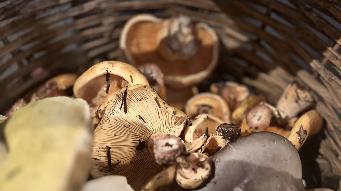 Φυσική κληρονομιά με άγρια μανιτάρια και τρούφες στην Αρναία