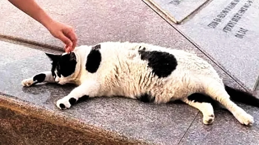 Η άβολη αλήθεια για τον Chonkus Maximus, τον viral Χανιώτη γάτο