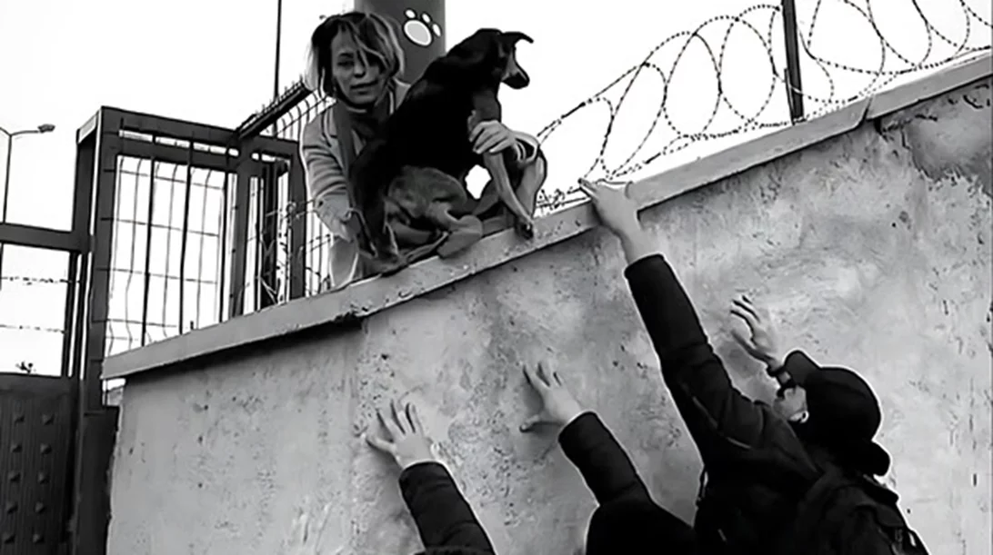 ΕΜΣΤ: Τα αδέσποτα σκυλιά της Κωνσταντινούπολης και τα όρια σε φροντίδα και βία