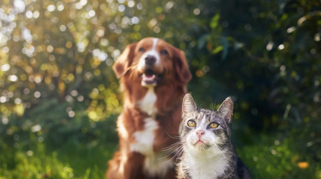 Παγκόσμια Ημέρα των Ζώων: Διήμερο φιλοζωικό φεστιβάλ υιοθεσίας