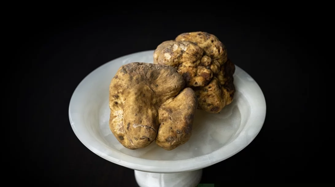 Ταξίδι στην Άμπα της Ιταλίας με αφορμή τη διεθνή έκθεση λευκής τρούφας