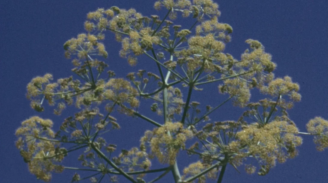 Νέο φεστιβάλ για την Παλαιστίνη στην Τριφυλία Μεσσηνίας