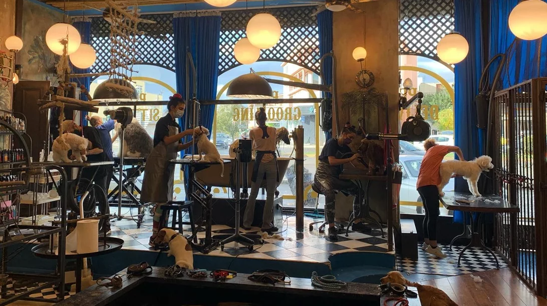 "Petdemonium": Τι σκαρώνουν οκτώ καλλιτέχνες στο πιο θεότρελο pet shop & grooming του Χολαργού;