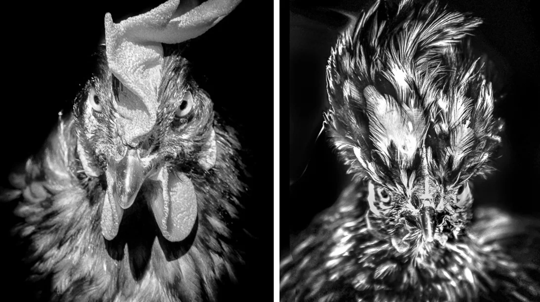 Ο Rémy Comment φωτογραφίζει κότες σαν να ήταν άνθρωποι