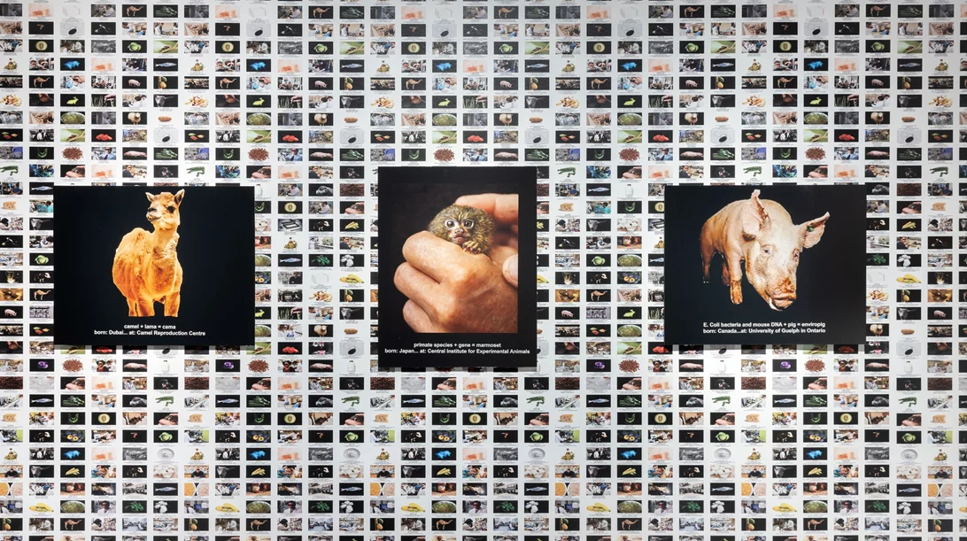 ΕΜΣΤ: "Αν τα ζώα πίστευαν στον Θεό, ο Διάβολος θα ήταν άνθρωπος"