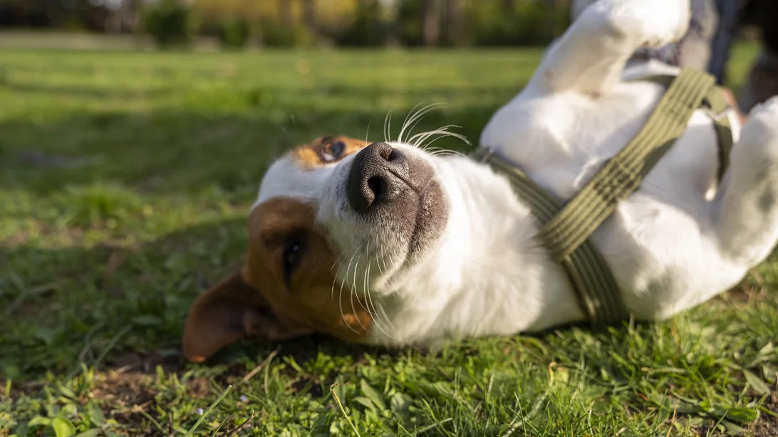 Γιατί η βραβευμένη διατροφή petchef είναι η πιο σίγουρη "επένδυση" στην υγεία του σκύλου σου