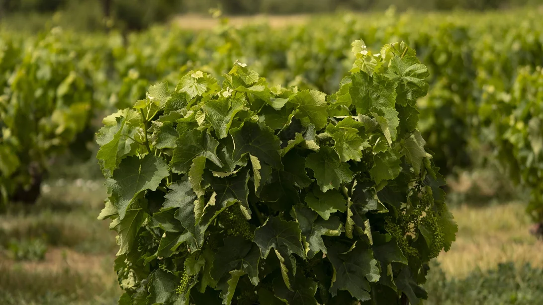 Η ιστορία του Ξινόμαυρου, της ποικιλίας κρασιού που οι ρίζες του φτάνουν πίσω στο 1919