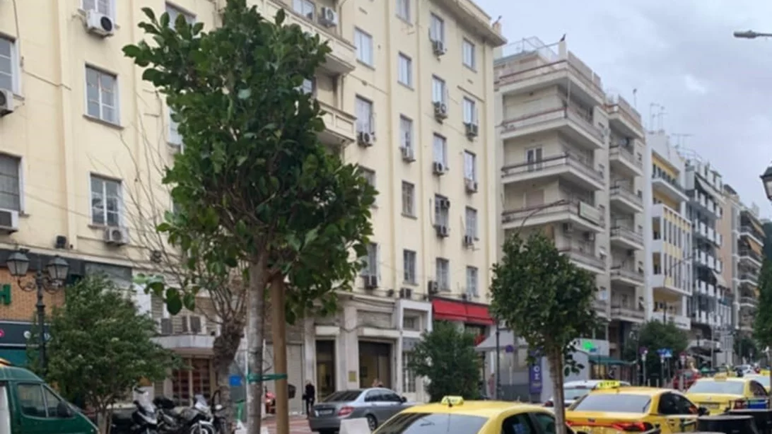 Τα νέα δέντρα που δίνουν ανάσα πρασίνου στο Πασαλιμάνι