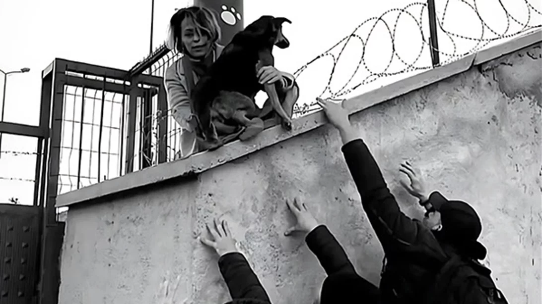 ΕΜΣΤ: Τα αδέσποτα σκυλιά της Κωνσταντινούπολης και τα όρια σε φροντίδα και βία