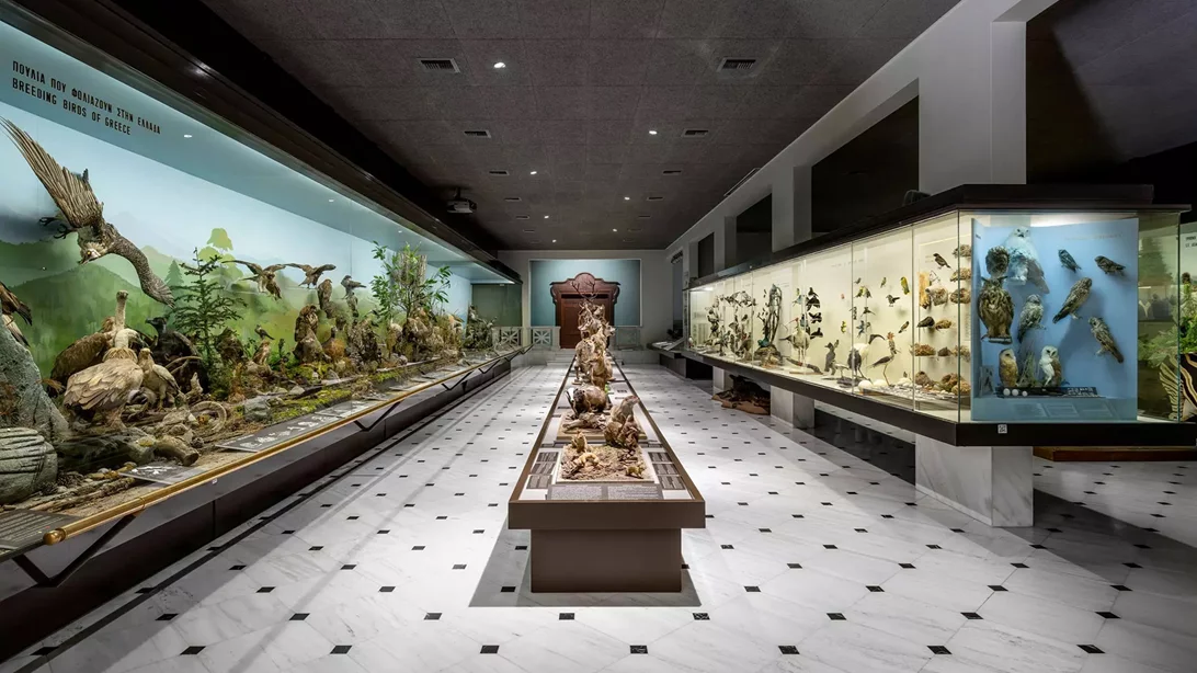 Δωρεάν στο Εθνικό Μουσείο Φυσικής Ιστορίας Γουλανδρή, το πρώτο Σάββατο του μήνα