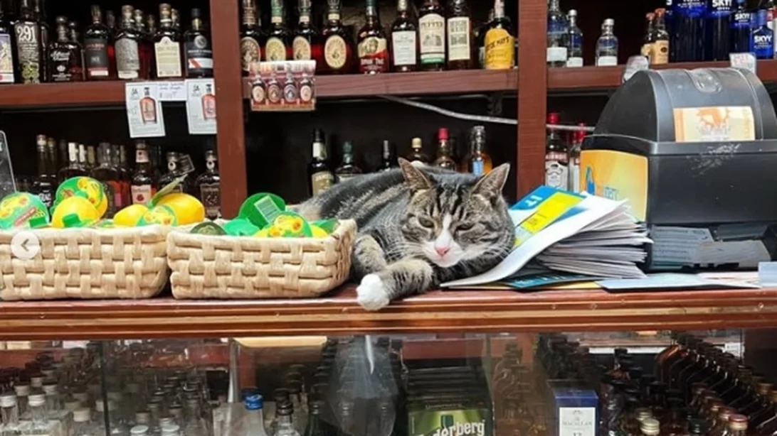 Η γάτα του μαγαζιού γίνεται κανόνας