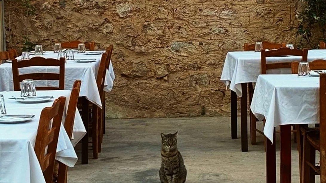 Γεύση υπό σκιάν σε αυτές τις ταβέρνες με αυλή στην Αθήνα