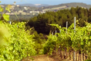 Greco's Mediterranean Cuisine Ammon Zeus: Γαστρονομία στο ρυθμό της φύσης και της εποχής - εικόνα 5