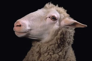 Διήμερο συμπόσιο για τη θέση της μη ανθρώπινης ζωής στην κοινωνία - εικόνα 2