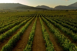 Αγιονέρι: The Last Barrel Series 2025 - εικόνα 3