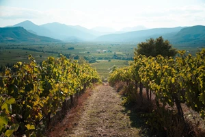 Τα κρασιά που κάνουν τον oβελία να "υποκλιθεί" και τα Do & Dont’s από τον Γιώργο Ζερβογιάννη - εικόνα 3