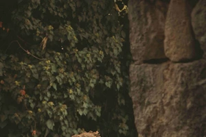 Γιορτάζουμε την Παγκόσμια Ημέρα Κουκλοθεάτρου: Τα ραντεβού της γιορτής - εικόνα 8