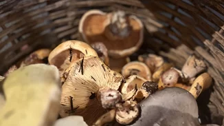 Φυσική κληρονομιά με άγρια μανιτάρια και τρούφες στην Αρναία