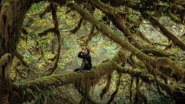 Το Τραγούδι του Δάσους