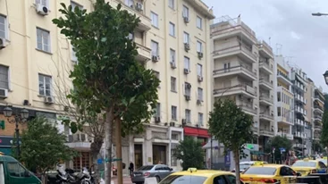 Τα νέα δέντρα που δίνουν ανάσα πρασίνου στο Πασαλιμάνι