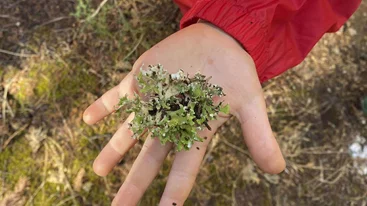 Σχολεία και Ομάδες του Δάσους: Η μάθηση έξω από τους σχολικούς τοίχους