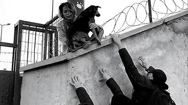 ΕΜΣΤ: Τα αδέσποτα σκυλιά της Κωνσταντινούπολης και τα όρια σε φροντίδα και βία