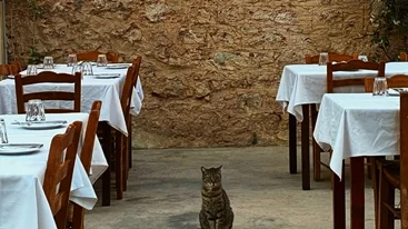 Γεύση υπό σκιάν σε αυτές τις ταβέρνες με αυλή στην Αθήνα