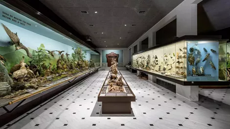 Δωρεάν στο Εθνικό Μουσείο Φυσικής Ιστορίας Γουλανδρή, το πρώτο Σάββατο του μήνα