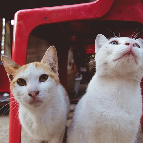 5 μέρη στον κόσμο που πρέπει να επισκεφτείς αν αγαπάς τις γάτες