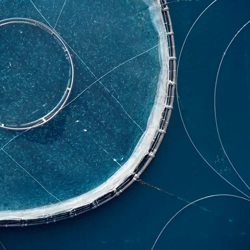 Προβολέας στη βιώσιμη ιχθυοκαλλιέργεια από τα Βραβεία Ελληνικής Κουζίνας