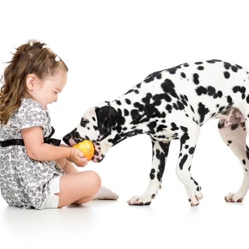 Ασφαλής σχέση με τα ζώα: Οδηγός πρόληψης ατυχημάτων για παιδιά