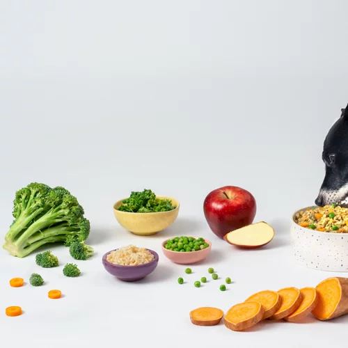 5+1 οφέλη που κερδίζουν οι "μικροί μας φίλοι" από το μαγειρευτό φαγητό!