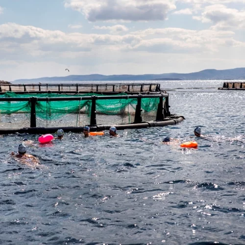 Κολυμβητές της ομάδας WeSwim κολύμπησαν δίπλα σε κλωβούς ιχθυοκαλλιέργειας