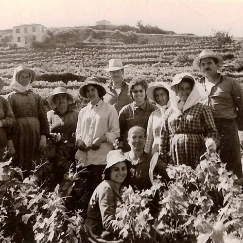 Σάμος: O τρύγος της καρδιάς στο νησί του μοσχάτου