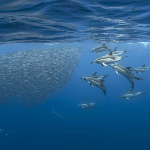 Μεσόγειος: Πολιορκημένη Θάλασσα