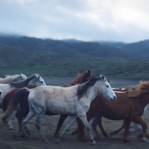 Η βραβευμένη ταινία "Noi" του Νεριτάν Ζιντζιρία στον κινηματογράφο Newman
