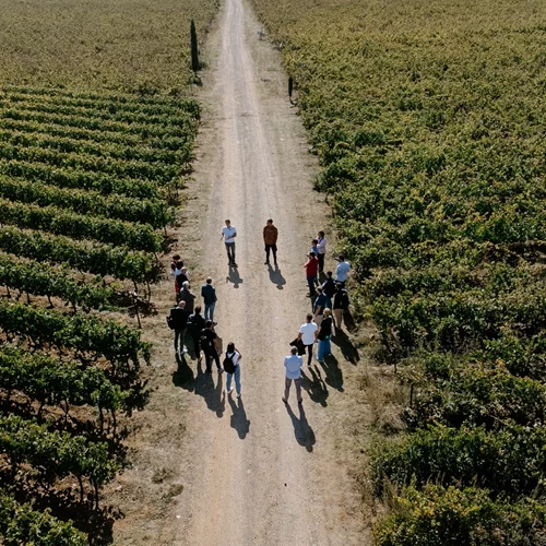 Οι Mantinians βάζουν σε πρώτο πλάνο τον αμπελώνα της Μαντινείας