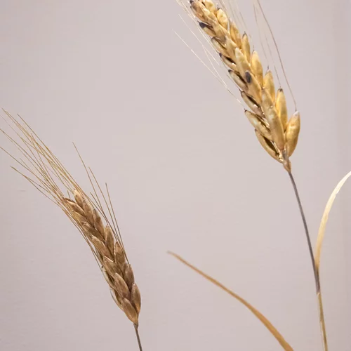 "Τα Αμάραντα", μια έκθεση λυρικής φυσιολατρίας στην καρδιά της πόλης