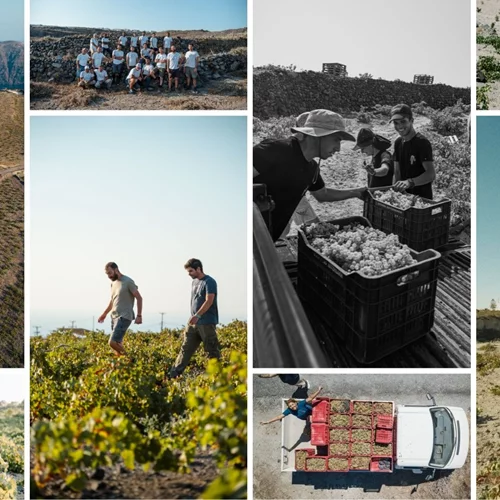 Αποστολή Σαντορίνη: Ο φετινός τρύγος μέσα από τα πρόσωπα, οι προκλήσεις μίας ιδιαίτερης χρονιάς και η επόμενη μέρα