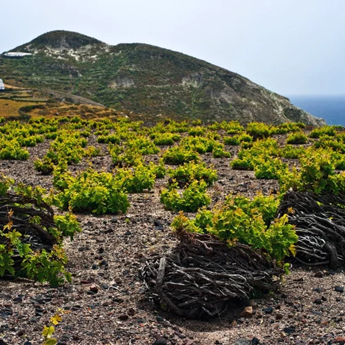 Πώς η άυλη πολιτιστική κληρονομιά θα περάσει στα εστιατόρια;