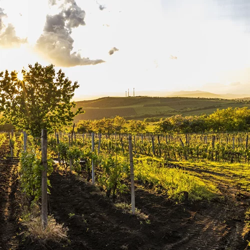 Όταν η κλιματική αλλαγή αλλάζει τη γεύση του κρασιού