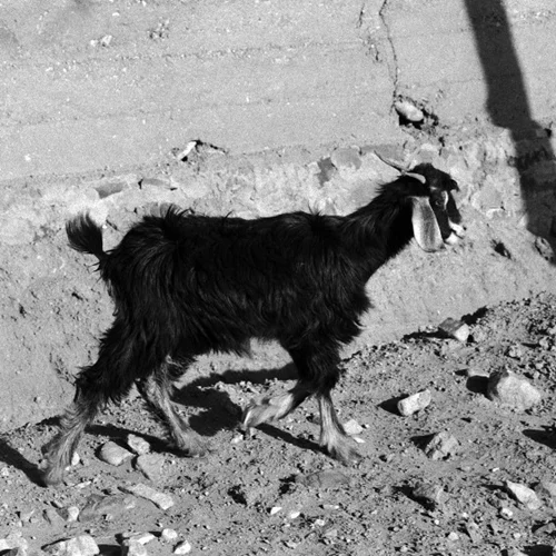 "Κτηνολόγιο: Eυρήματα, αλληγορίες, αναπαραστάσεις": Η σύνδεση των ανθρώπων με τον ζωικό κόσμο