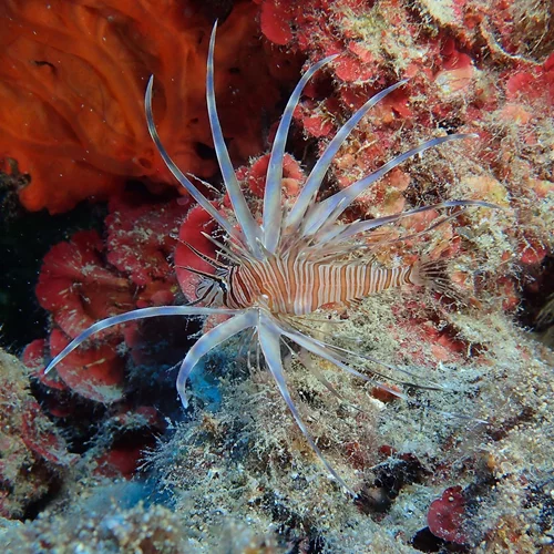 Οι "εισβολείς" στο τραπέζι: Τα ξενικά ψάρια και γιατί να τα επιλέξεις