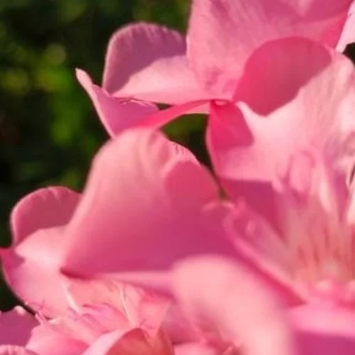 Η βραβευμένη με BAFTA Alison Jackson φέρνει το "ΗΟΜΕ Project" στην Άτρακτο