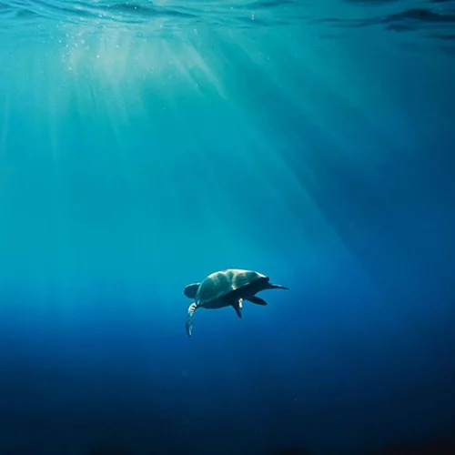 Φρεντ Φουζεά: "Η ανθεκτικότητα της φύσης είναι πολύ ισχυρή"